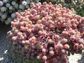 Sedum lydium glaucum